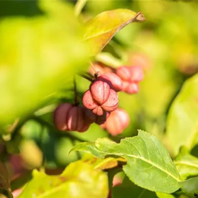 Container 70 - 80 - Pfaffenhütchen, Spindelstrauch - Euonymus europaeus