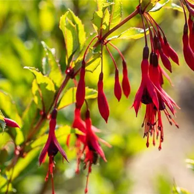 Topfgrösse 1 Liter - Freilandfuchsie - Fuchsia magellanica var. gracilis