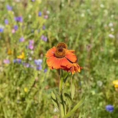 Topfgrösse 3 Liter - Sonnenbraut - Helenium 'Crimson Beauty'