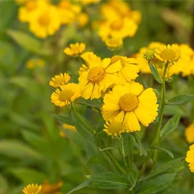 Topfgrösse 1 Liter - Sonnenbraut - Helenium 'Kanaria'