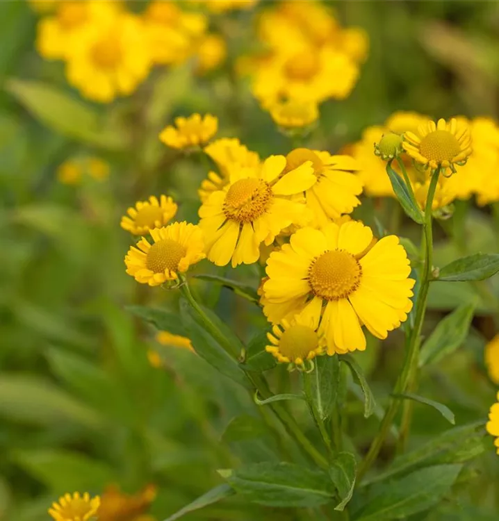 Sonnenbraut - Helenium 'Kanaria'