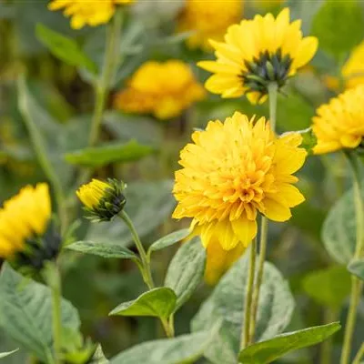 Topfgrösse 1 Liter - Sonnenblume - Helianthus decapetalus 'Soleil d'Or'