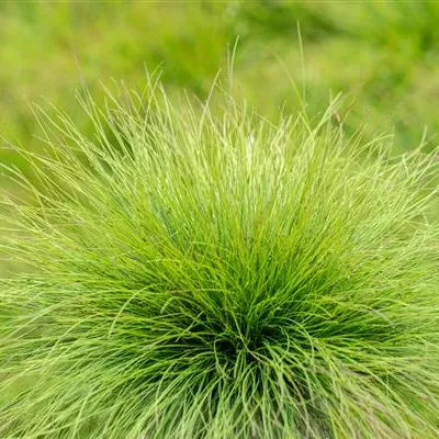 Topfgrösse 0.5 Liter - Regenbogenschwingel - Festuca amethystina