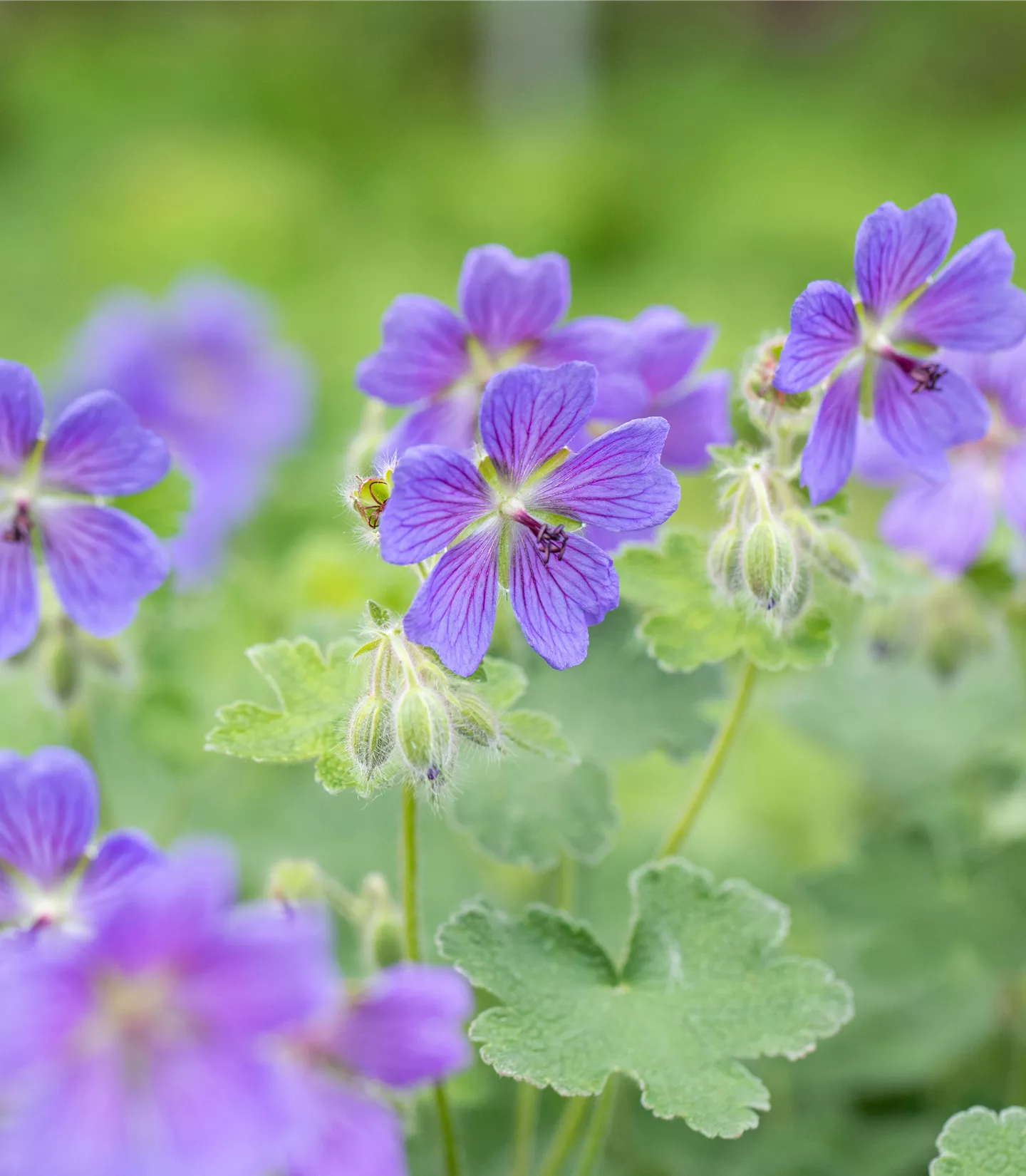 Geranium 'Philippe Vapelle'