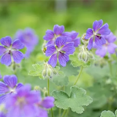 Topfgrösse 0.5 Liter - Storchschnabel - Geranium 'Philippe Vapelle'