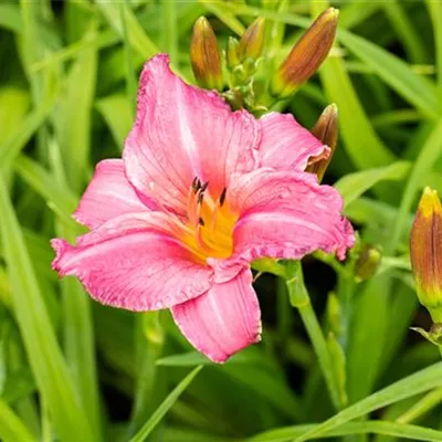 Topfgrösse 1 Liter - Taglilie - Hemerocallis 'Summer Wine'