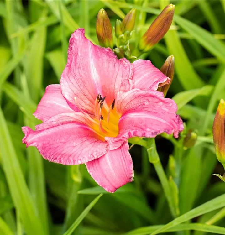 Taglilie - Hemerocallis 'Summer Wine'