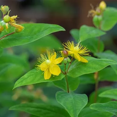 Topfgrösse 0.5 Liter - Hypericum perforatum CH-Oekotyp