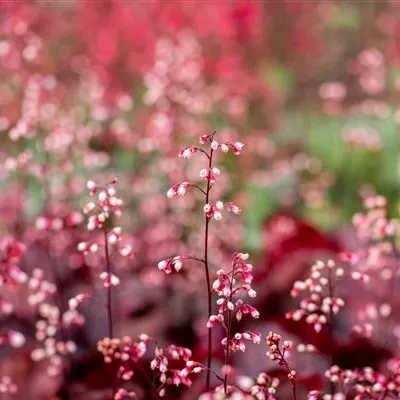 Topfgrösse 1 Liter - Heuchera 'Fire Chief'