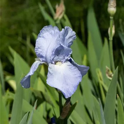 Topfgrösse 1 Liter - Hohe Bartiris - Iris (Germanica-Gruppe) 'Jane Philips'