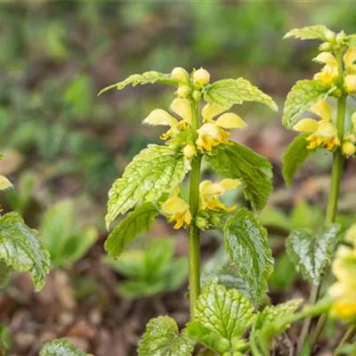 Topfgrösse 0.5 Liter - Gewöhnliche Goldnessel 'Florentinum' - Lamiastrum galeobdolon 'Florentinum'