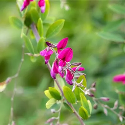 Topfgrösse 4 Liter - Buschklee - Lespedeza thunbergii