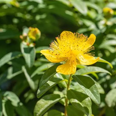 Topfgrösse 0.5 Liter - Grossblütiges Johanniskraut - Hypericum calycinum