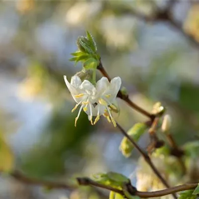 Container 60 - 70 - Geissblatt, Heckenkirsche - Lonicera purpusii (x)