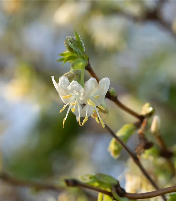 Lonicera purpusii (x)