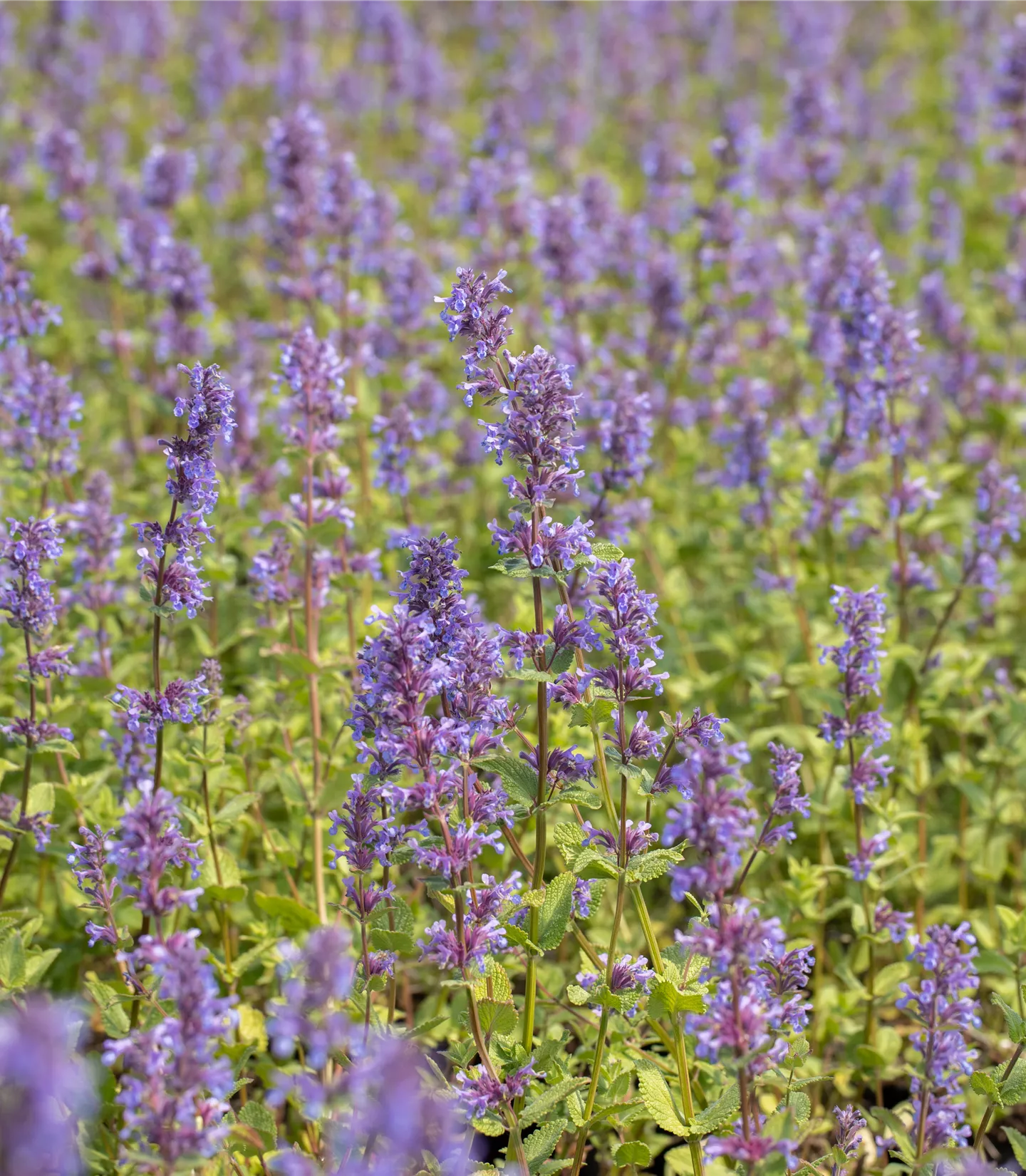 Nepeta racemosa 'Superba'