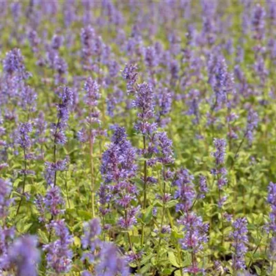 Topfgrösse 0.5 Liter - Katzenminze - Nepeta racemosa 'Superba'