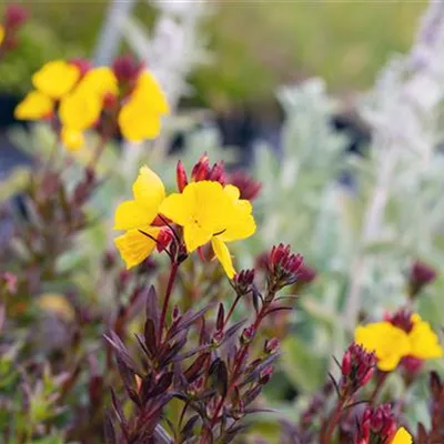 Topfgrösse 1 Liter - Nachtkerze - Oenothera fruticosa 'Fyrverkeri'