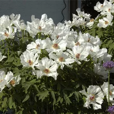 T/ - Baumartige Pfingstrose - Paeonia suffruticosa weiss