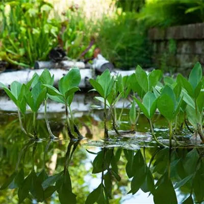 Topfgrösse 0.5 Liter - Fieberklee - Menyanthes trifoliata