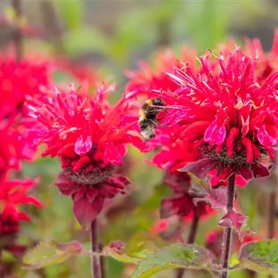 Topfgrösse 1 Liter - Goldmelisse - Monarda 'Bee Happy'