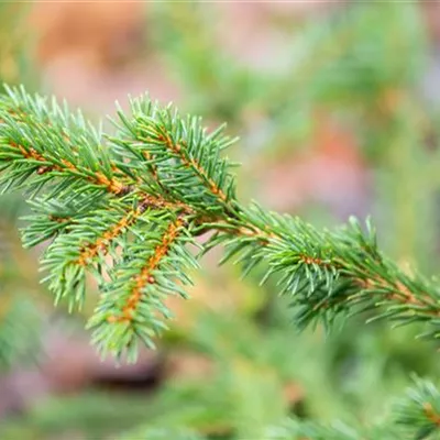 Container 50 - 60 - Fichte - Picea abies 'Maxwellii'