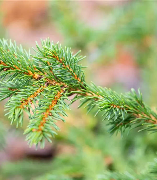 Picea abies 'Maxwellii'