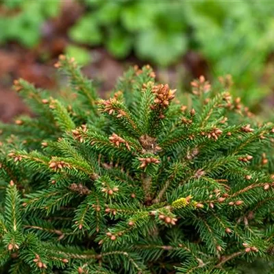 Container 50 - 60 - Fichte - Picea abies 'Ohlendorffii'