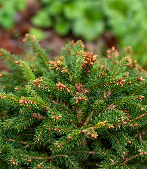 Picea abies 'Ohlendorffii'