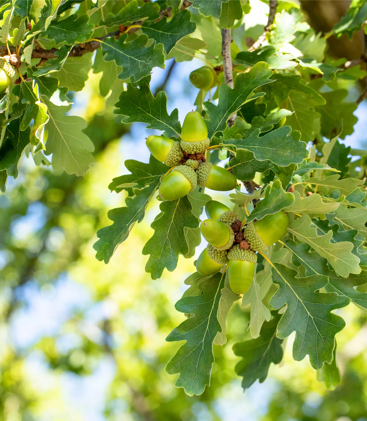 Quercus petraea