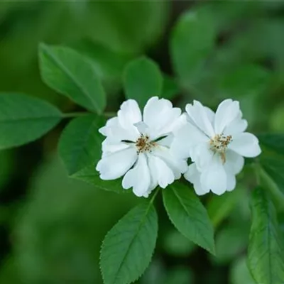 im Container - Vielblütige Rose - Rosa multiflora