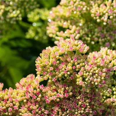 Topfgrösse 1 Liter - Fettbaltt, Fetthenne - Sedum spectabile 'Carmen'