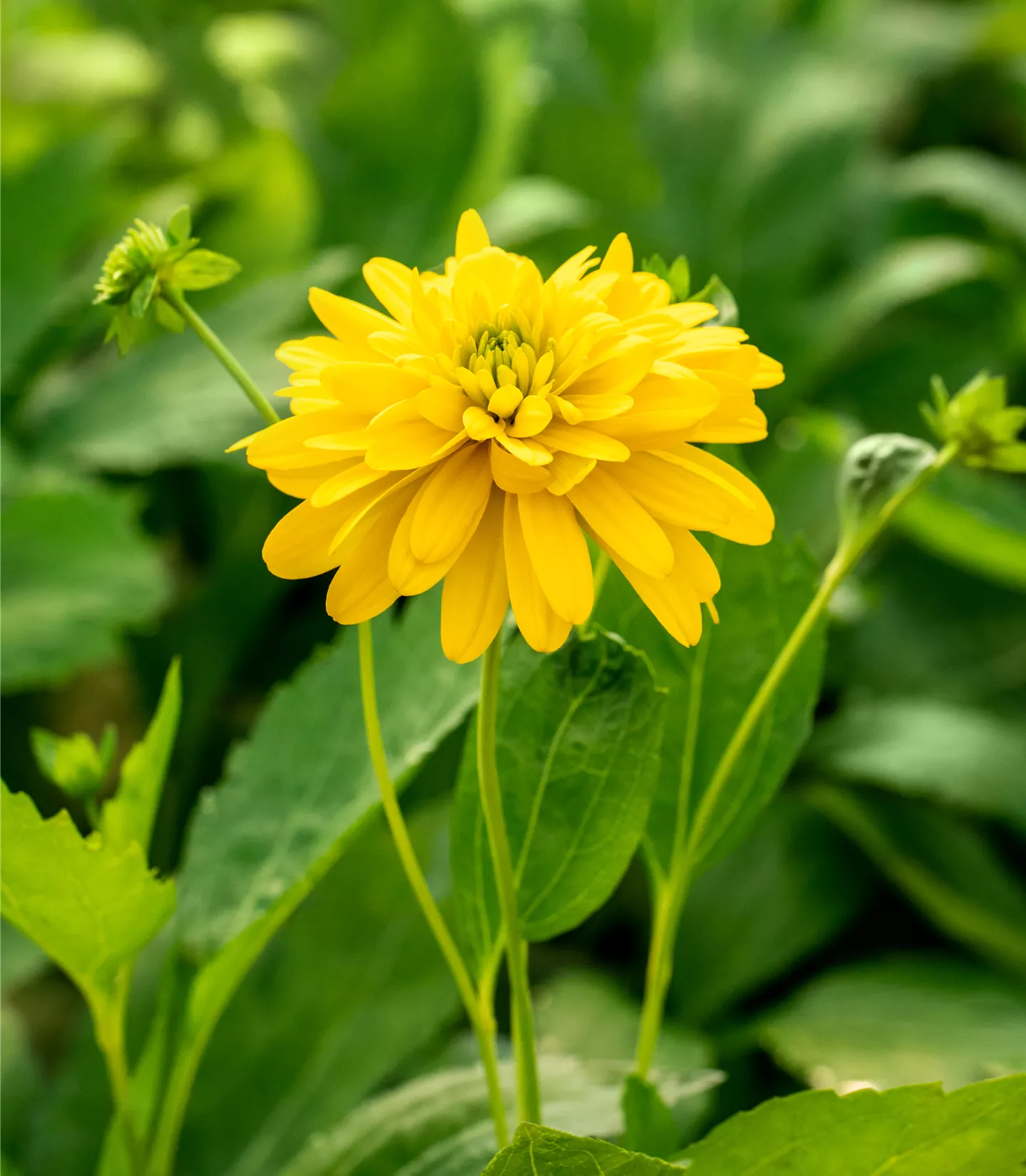 Rudbeckia laciniata 'Goldquelle'