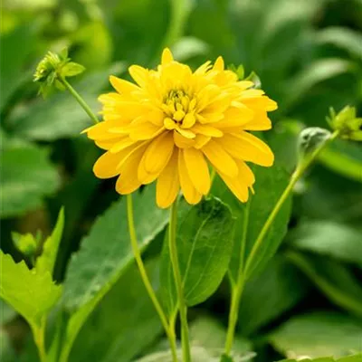 Topfgrösse 1 Liter - Schlitzblättriger Sonnenhut - Rudbeckia laciniata 'Goldquelle'