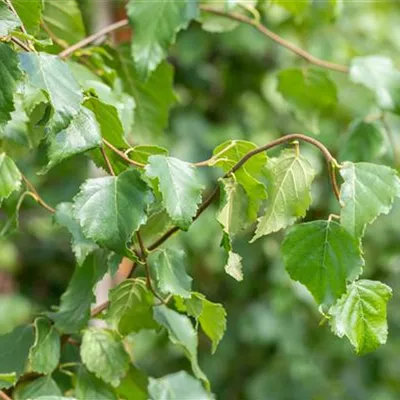 Hochstamm mit Ballen Stammumfang 12 - 14cm - Hängebirke - Betula pendula