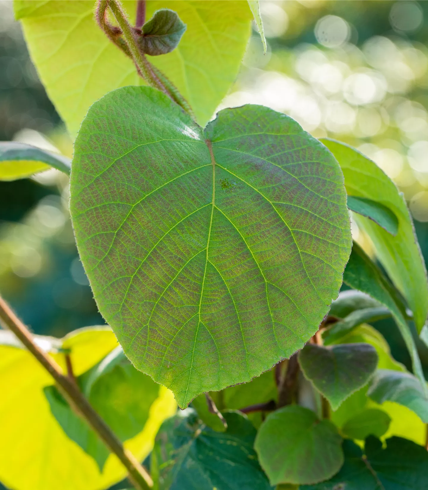 Actinidia chinensis 'Hayward'