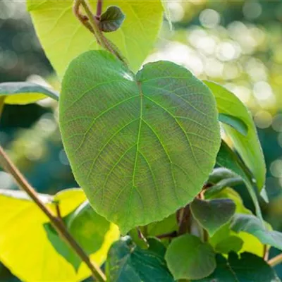 SOL/ - Kiwi weibliche Pflanze - Actinidia chinensis 'Hayward'