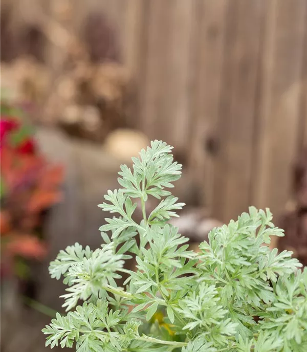 Artemisia absinthium