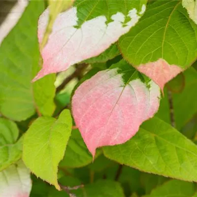 Topfgrösse 4 Liter - Strahlengriffel - Actinidia kolomikta