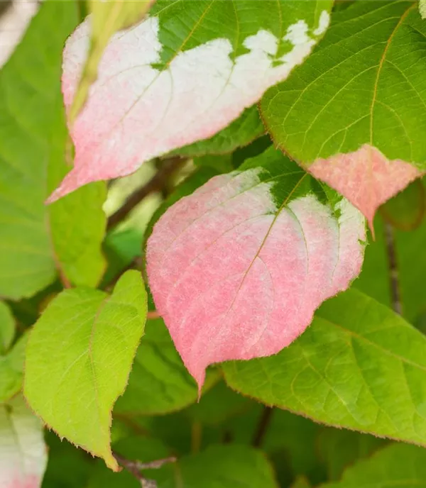 Actinidia kolomikta