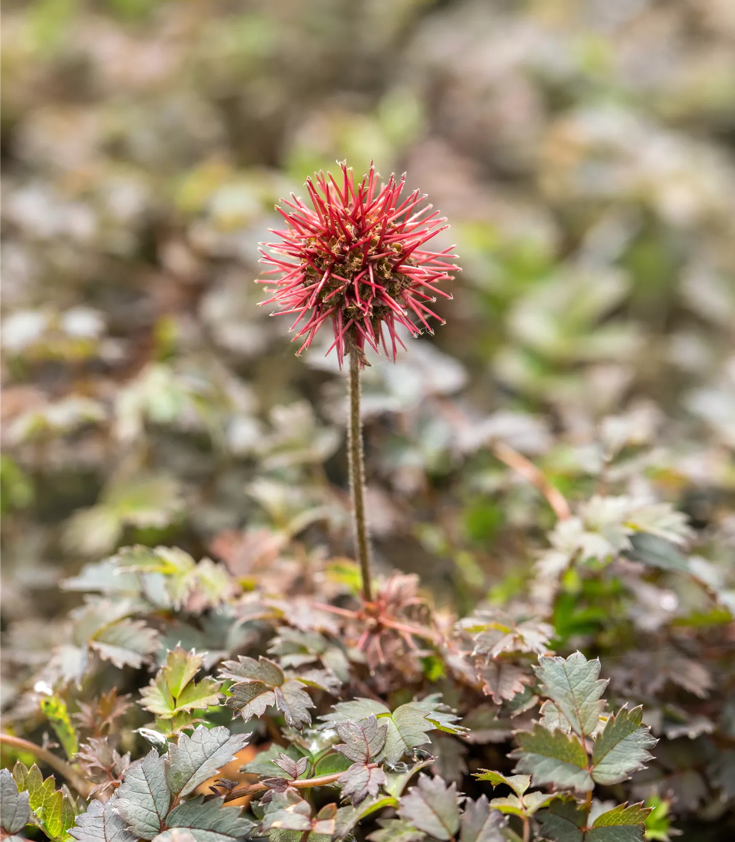 Acaena microphylla 'Kupferteppich'