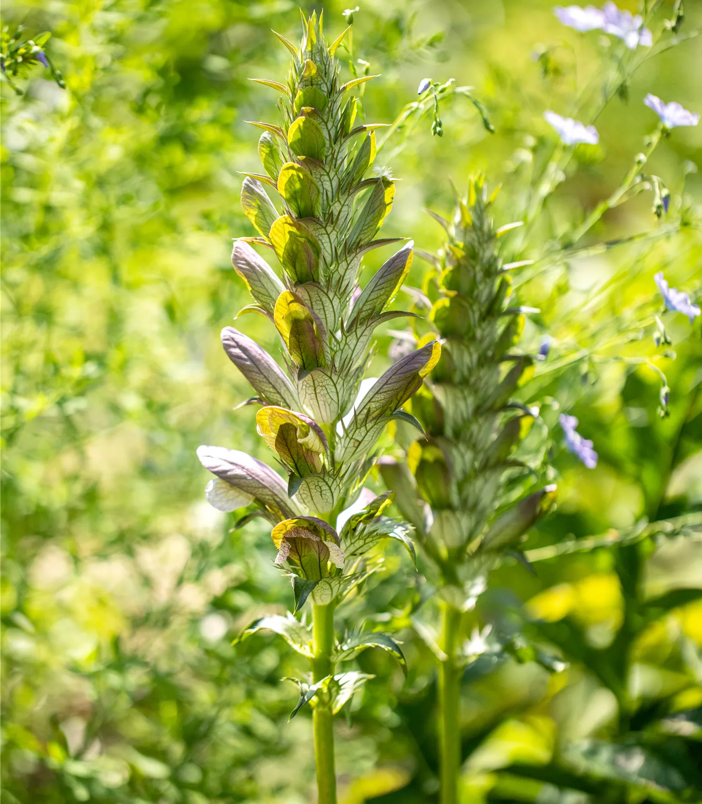 Acanthus mollis