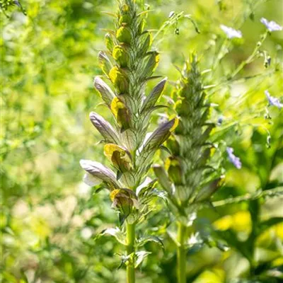 Topfgrösse 1 Liter - Bärenklau - Acanthus mollis