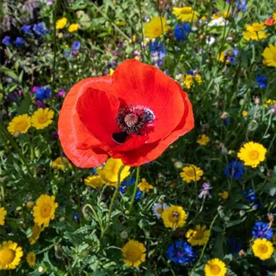 Bienenpflanzen-Set - Staudenset Bienenpflanzen - Bienenweide Set