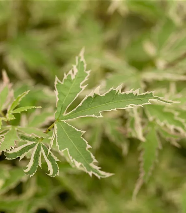 Acer palmatum 'Butterfly'