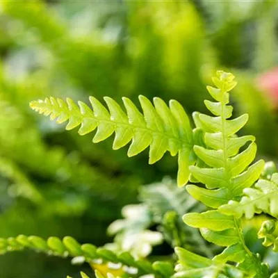 Topfgrösse 1 Liter - Rippenfarn - Blechnum spicant