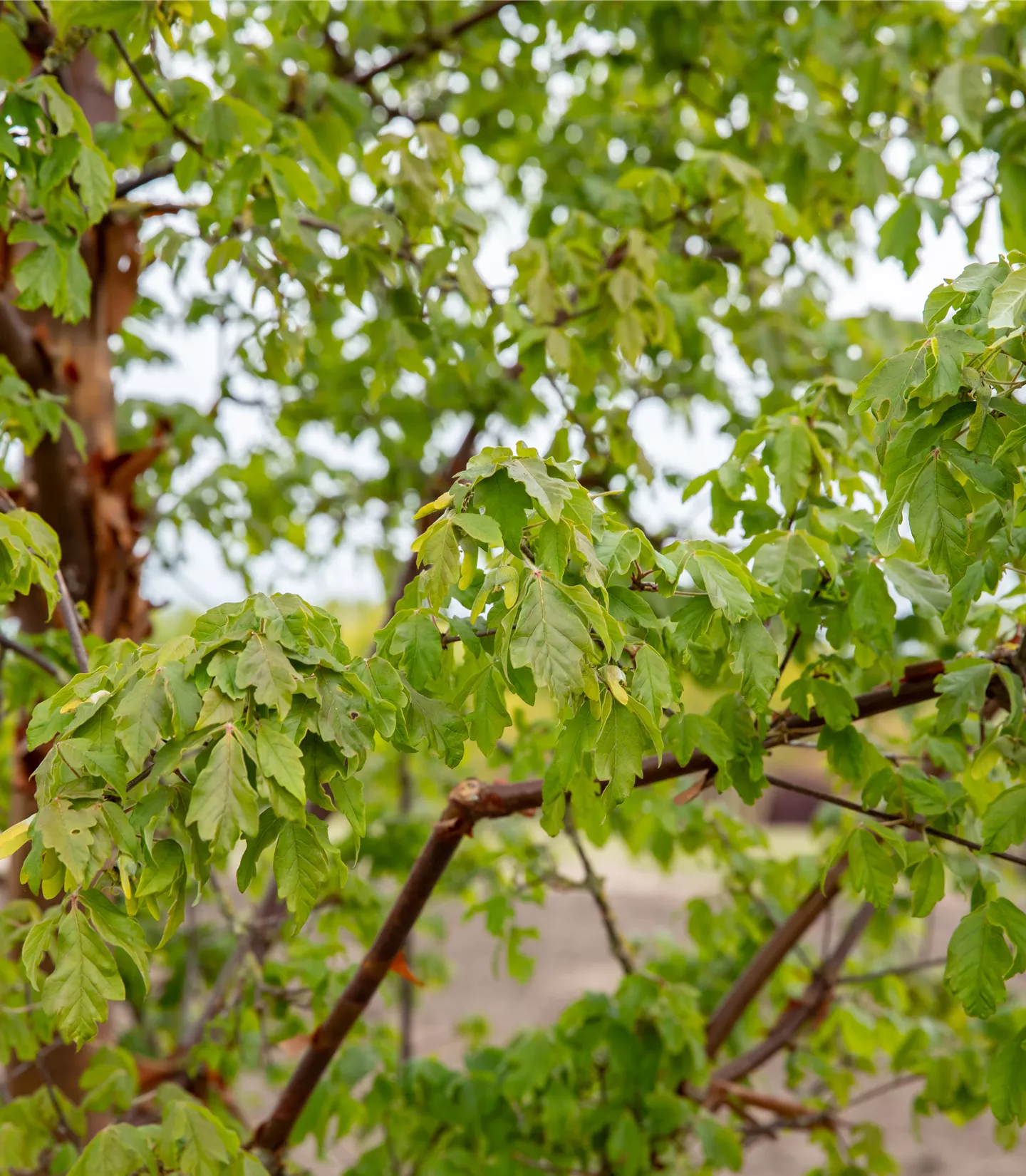 Acer griseum