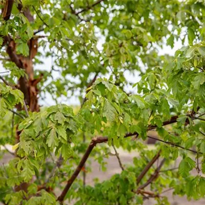 im Container 250 - 275 - Zimt-Ahorn - Acer griseum