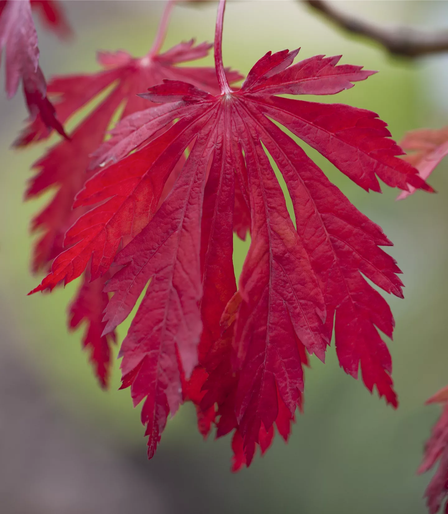 Acer japonicum 'Aconitifolium'