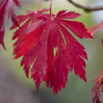 Container 70 - 80 - Japan. Ahorn, Fächerahorn - Acer japonicum 'Aconitifolium'